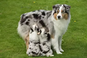 Shepherd: 80194339 Dog - Australian Shepherd / Sheepdog with