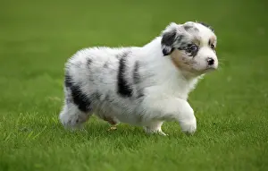 Shepherd: 80194340 Dog - Australian Shepherd / Sheepdog puppy