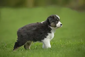 Shepherd: 80194341 Dog - Australian Shepherd / Sheepdog puppy