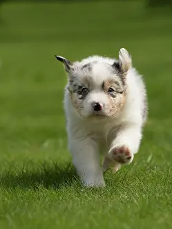 Shepherd: 80194342 Dog - Australian Shepherd / Sheepdog puppy