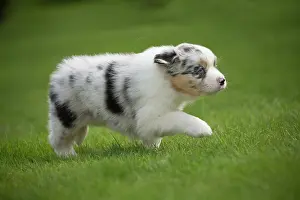 Shepherd: 80194343 Dog - Australian Shepherd / Sheepdog puppy