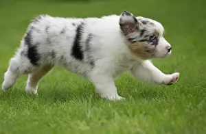 Shepherd: 80194344 Dog - Australian Shepherd / Sheepdog puppy