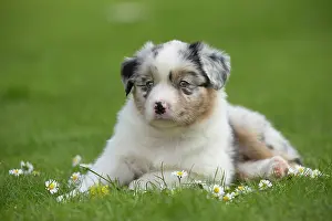 Shepherd: 80194345 Dog - Australian Shepherd / Sheepdog puppy