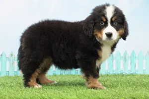 Bernese: 80194346 Dog - Bernese Mountain puppy Jean-Michel