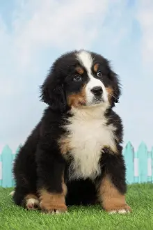 Bernese: 80194347 Dog - Bernese Mountain puppy Jean-Michel