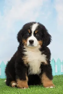 Bernese: 80194348 Dog - Bernese Mountain puppy Jean-Michel