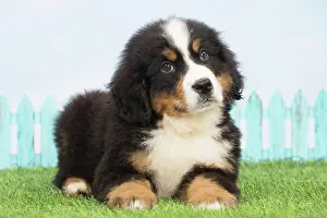 Bernese: 80194349 Dog - Bernese Mountain puppy Jean-Michel