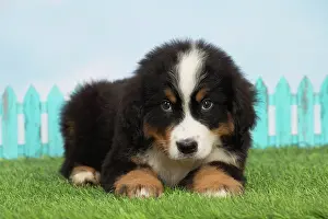 Bernese: 80194350 Dog - Bernese Mountain puppy Jean-Michel