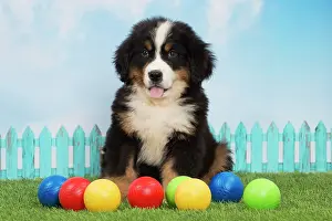 Bernese: 80194351 Dog - Bernese Mountain puppy Jean-Michel
