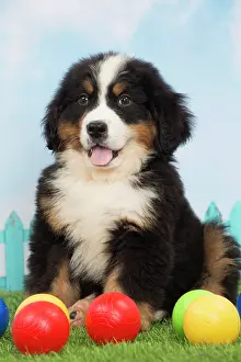 Bernese: 80194353 Dog - Bernese Mountain puppy Jean-Michel