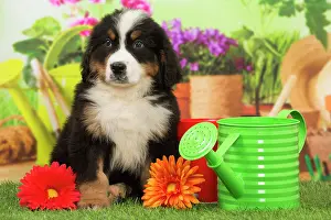 Jean: 80194355 Dog - Bernese Mountain puppy Jean-Michel