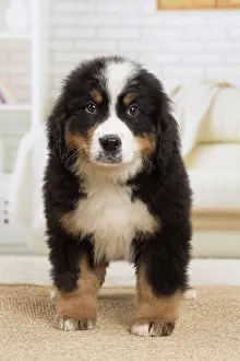 Bernese: 80194356 Dog - Bernese Mountain puppy Jean-Michel