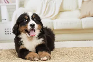 Bernese: 80194357 Dog - Bernese Mountain puppy Jean-Michel