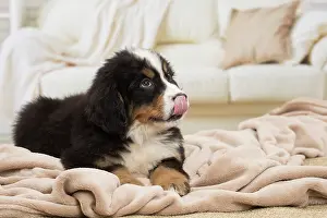Bernese: 80194358 Dog - Bernese Mountain puppy Jean-Michel