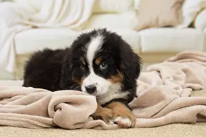 Bernese: 80194359 Dog - Bernese Mountain puppy Jean-Michel