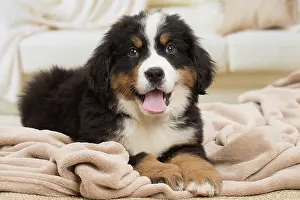 Bernese: 80194360 Dog - Bernese Mountain puppy Jean-Michel
