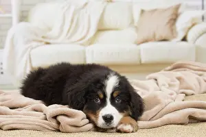 Bernese: 80194361 Dog - Bernese Mountain puppy Jean-Michel