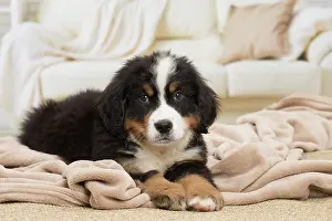 Bernese: 80194362 Dog - Bernese Mountain puppy Jean-Michel