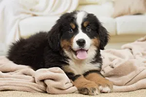 Bernese: 80194363 Dog - Bernese Mountain puppy Jean-Michel