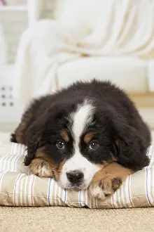Bernese: 80194364 Dog - Bernese Mountain puppy Jean-Michel