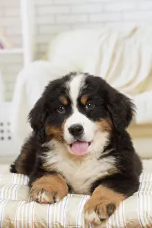 Bernese: 80194365 Dog - Bernese Mountain puppy Jean-Michel