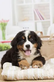 Bernese: 80194366 Dog - Bernese Mountain puppy Jean-Michel