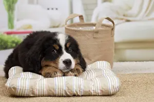 Bernese: 80194367 Dog - Bernese Mountain puppy Jean-Michel