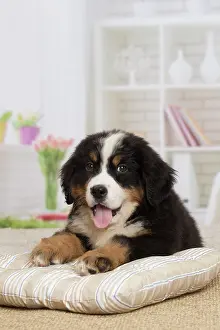 Bernese: 80194368 Dog - Bernese Mountain puppy Jean-Michel