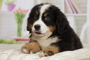 Bernese: 80194369 Dog - Bernese Mountain puppy Jean-Michel