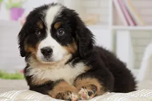 Bernese: 80194370 Dog - Bernese Mountain puppy Jean-Michel