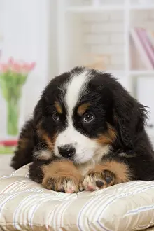 Bernese: 80194371 Dog - Bernese Mountain puppy Jean-Michel