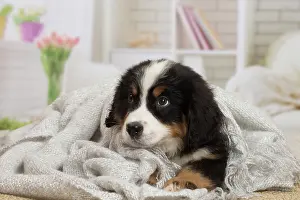 Bernese: 80194372 Dog - Bernese Mountain puppy Jean-Michel