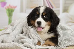Bernese: 80194373 Dog - Bernese Mountain puppy Jean-Michel