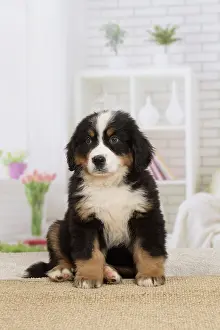Bernese: 80194374 Dog - Bernese Mountain puppy Jean-Michel