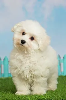 Frise: 80194375 Dog - Bichon Frise puppy Jean-Michel Labat