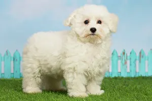 Frise: 80194376 Dog - Bichon Frise puppy Jean-Michel Labat