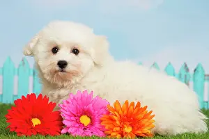 Frise: 80194377 Dog - Bichon Frise puppy Jean-Michel Labat