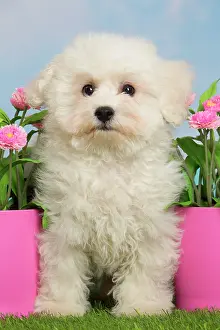Frise: 80194378 Dog - Bichon Frise puppy Jean-Michel Labat