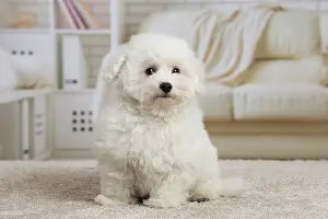 Frise: 80194379 Dog - Bichon Frise puppy Jean-Michel Labat