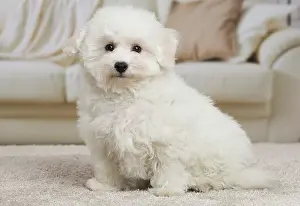 Frise: 80194380 Dog - Bichon Frise puppy Jean-Michel Labat