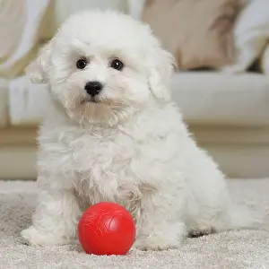 Frise: 80194381 Dog - Bichon Frise puppy Jean-Michel Labat