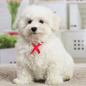 Frise: 80194382 Dog - Bichon Frise puppy Jean-Michel Labat