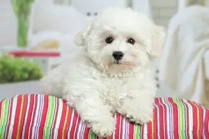 Frise: 80194383 Dog - Bichon Frise puppy Jean-Michel Labat