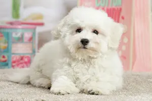 Frise: 80194384 Dog - Bichon Frise puppy Jean-Michel Labat