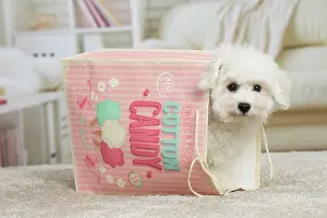 Frise: 80194386 Dog - Bichon Frise puppy Jean-Michel Labat