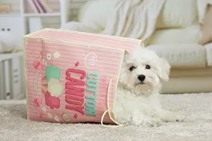 Frise: 80194387 Dog - Bichon Frise puppy Jean-Michel Labat