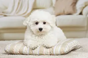 Frise: 80194388 Dog - Bichon Frise puppy Jean-Michel Labat