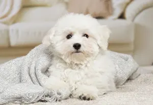 Frise: 80194389 Dog - Bichon Frise puppy Jean-Michel Labat