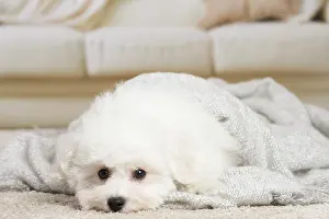 Frise: 80194390 Dog - Bichon Frise puppy Jean-Michel Labat