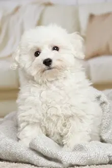 Frise: 80194391 Dog - Bichon Frise puppy Jean-Michel Labat